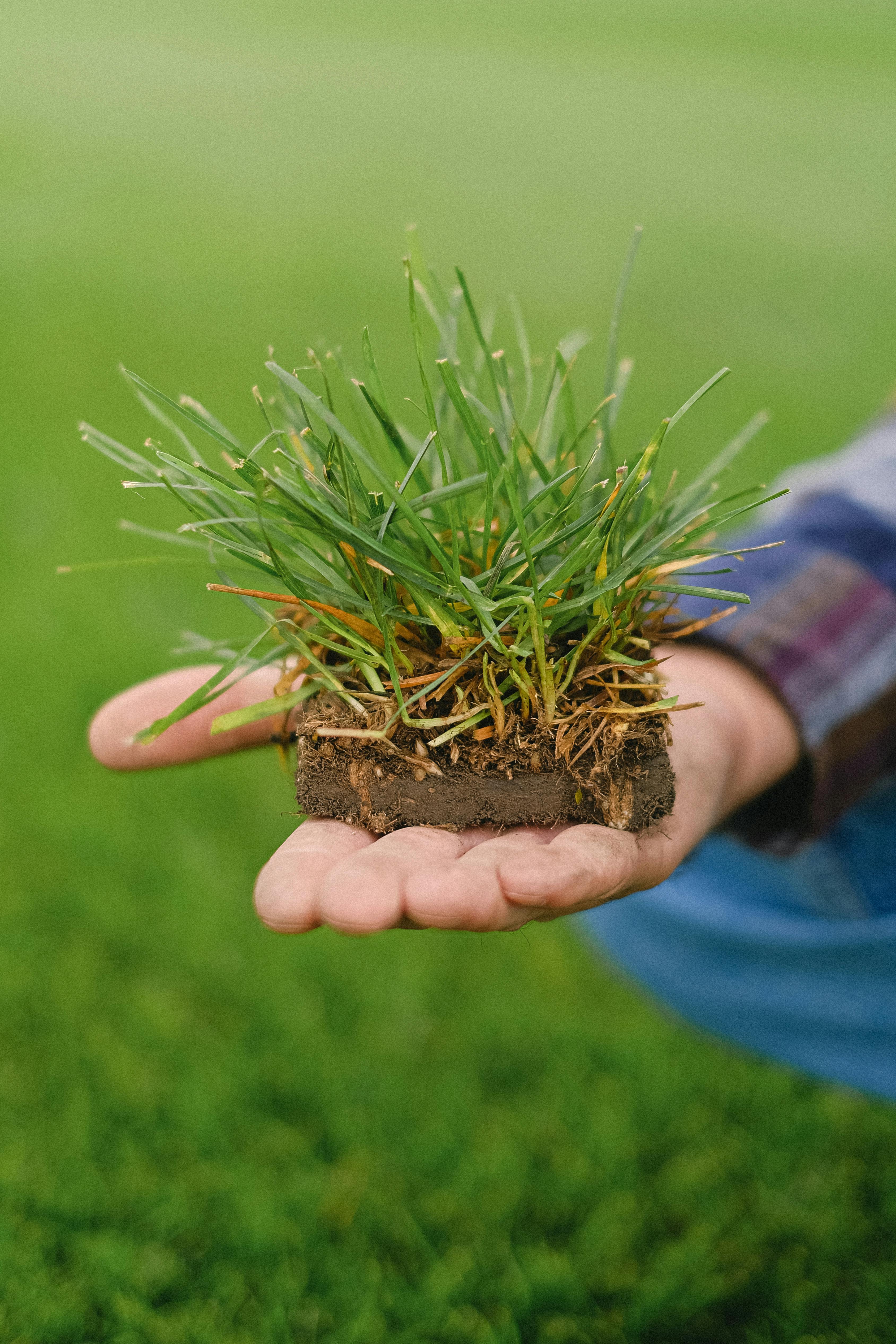 Lawn Scarifying
