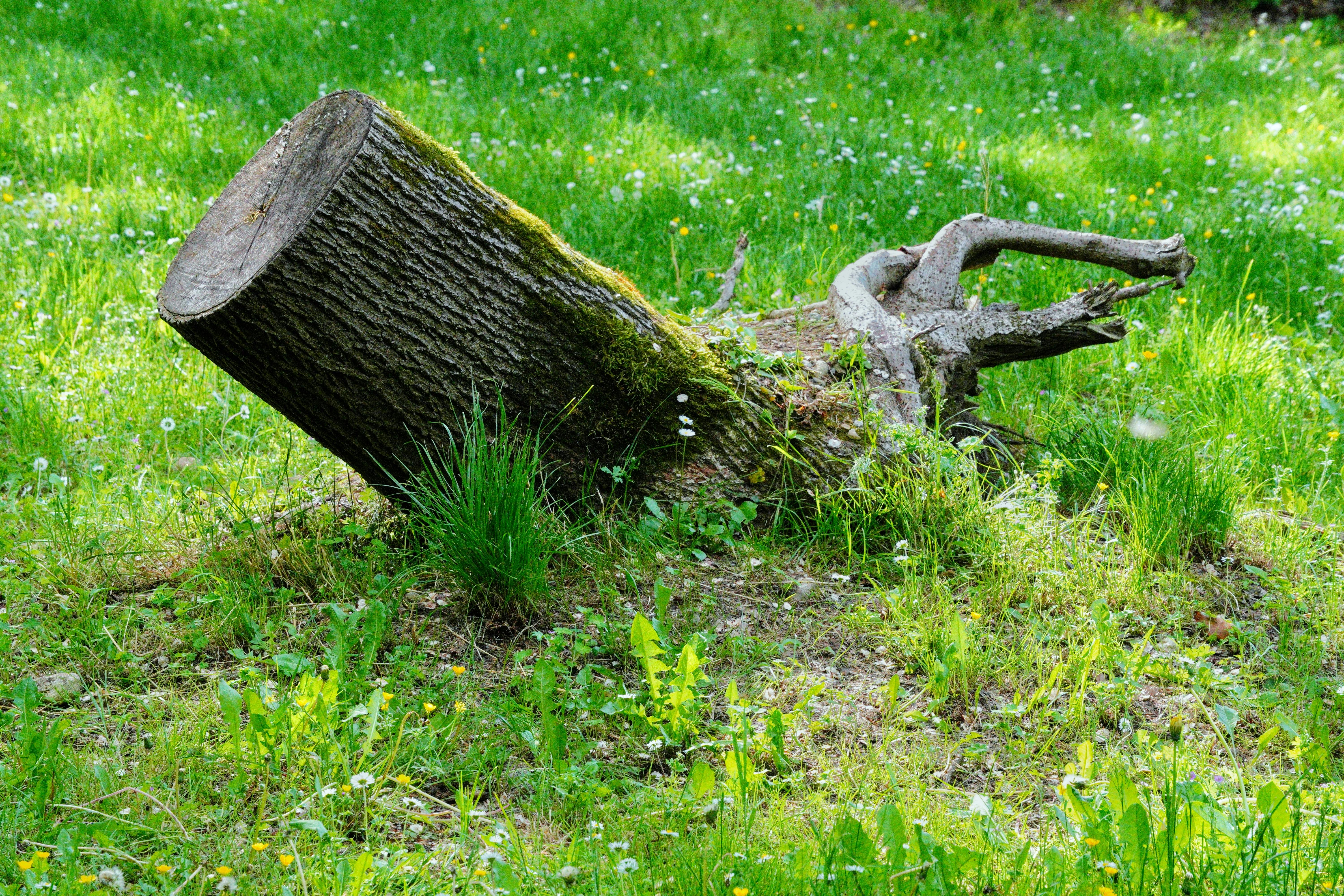 Tree Stump Removal